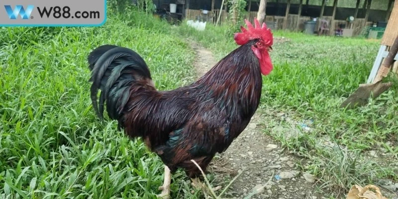 Mẹo Đá Gà Để Tăng Sức Mạnh Bền Bỉ Và Lâu Dài Nhất 3 Một số lưu ý khi áp dụng mẹo đá gà để tăng sức mạnh